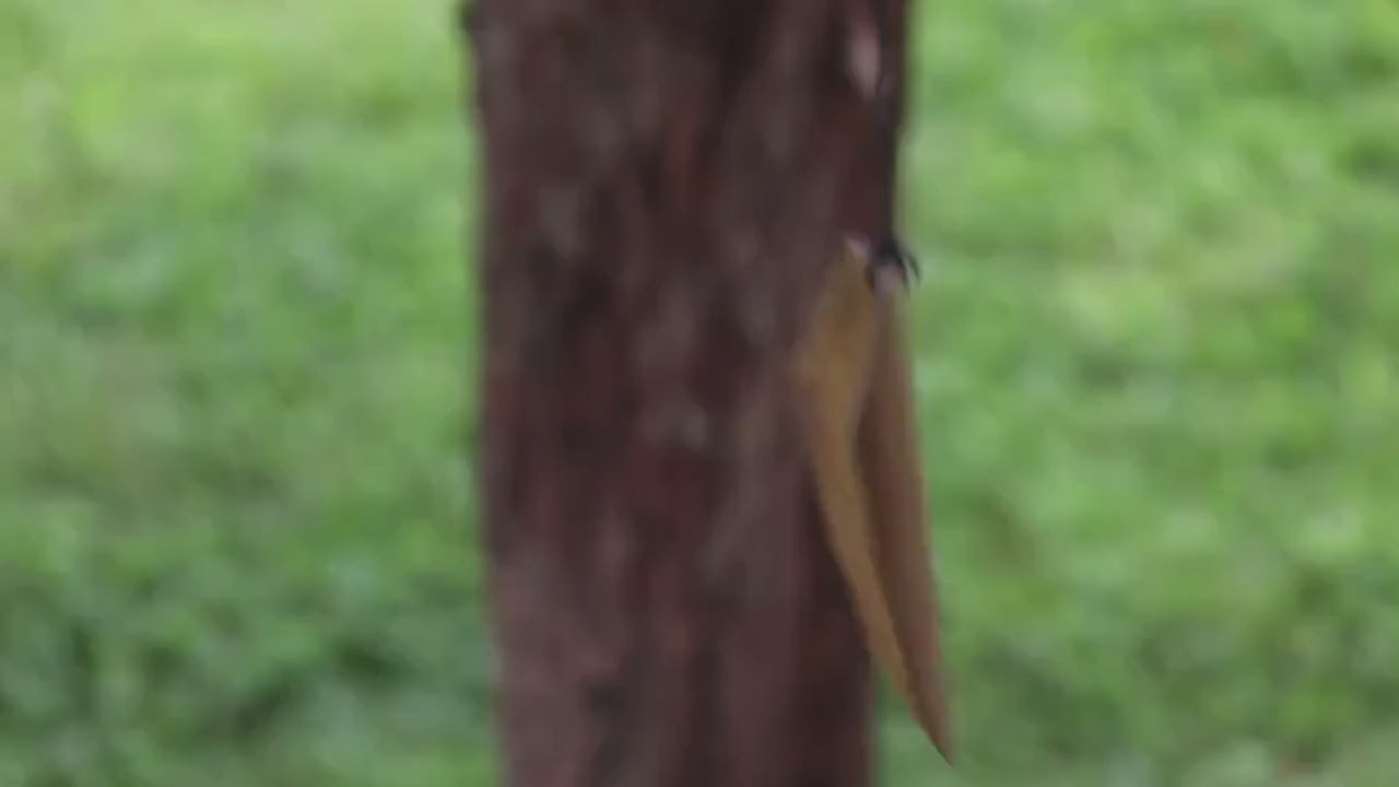 Handcrafted bamboo dragonfly wind chime video with a rustic nature-inspired design, creating soothing bamboo tones for outdoor gardens, patios, porches, balconies, meditation spaces, and cottage-style landscaping. Perfect as a unique dragonfly gift, memorial garden decoration, or peaceful backyard accent.